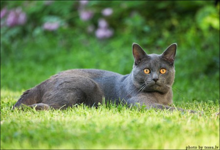 Oiva ruohikollamme kesällä 2012