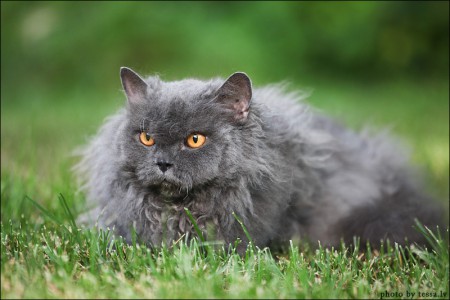 Nille vaanii pihallamme kesällä 2012